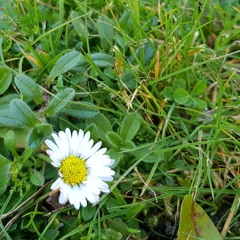 Sunset chorus Rutland Court.m4a