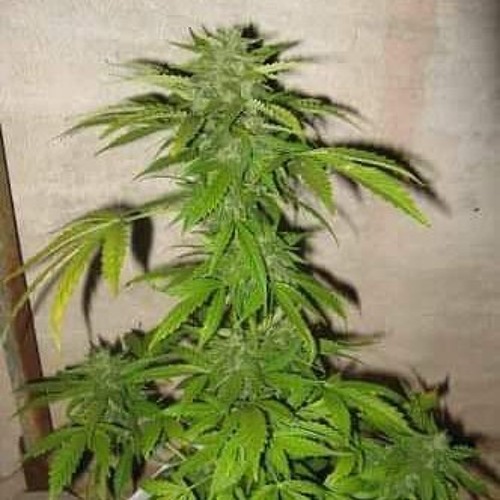 The Choice is your. Stick Figure with Lyrics.mp3