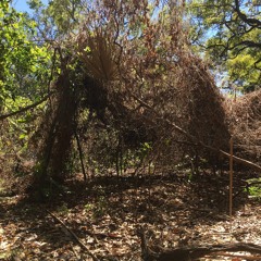 Blinking in the Dark