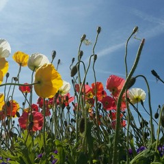 Pie krusta atgriežos