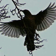 Blackbird - Ladies Compartment (Beatles cover)