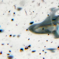 leak.d//((_ _))..zzzZZ//feratu