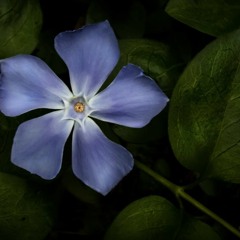 Periwinkle Blue ©