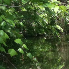 Mumble of the Jungle (Prod.Accendtric)