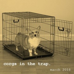 Corgs in the Trap #1