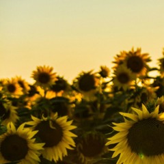 M A M M A - "M3LO_ODB_M3XXX"