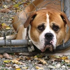 Violent Breed