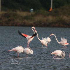 Flamingos