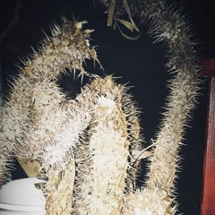 Konstrukt. Podcast Series l - Benno Balsamico