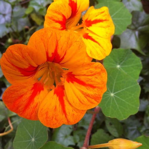 Self - Compassion + Forgiveness Meditation (20 Min)