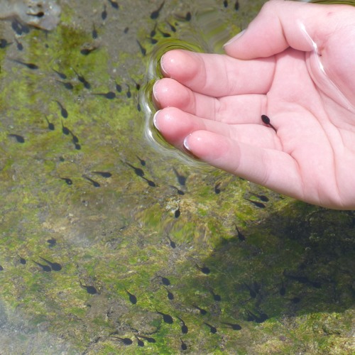 The handless maiden (raw draft)