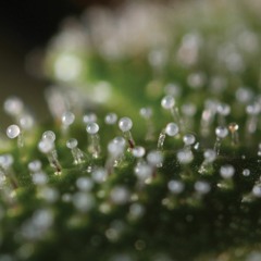 Kalilak Terpene-230