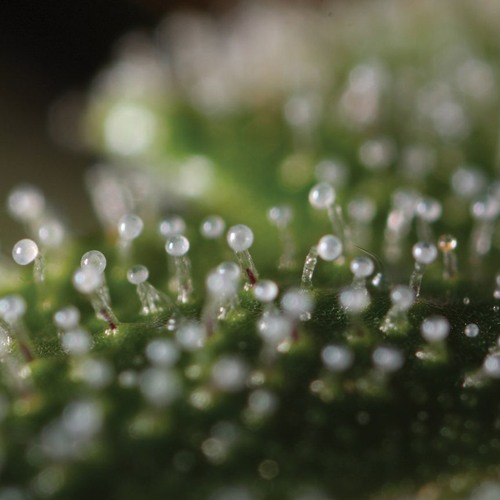 Kalilak Terpene-230