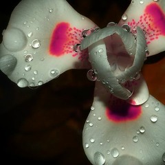 Iris - Spacedrop Remix