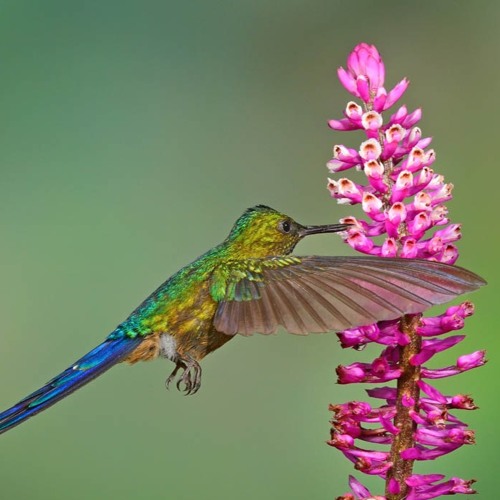 Free & Beautiful