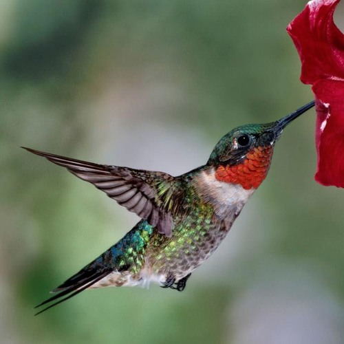 Psychedelic, Psychedelic Forest Mix 2017