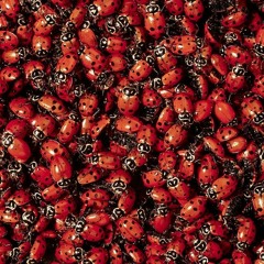puncta coccinellid (2018)