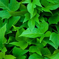 '구' 평화 (Feat. ¥BTG)