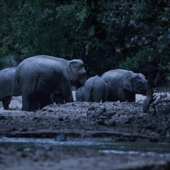 Elephants at a Salt Lick - Ulu Muda, Malaysia
