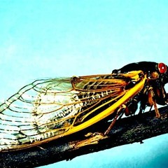 Dreaming Cicada