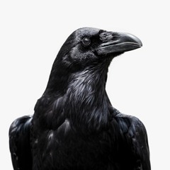Crow