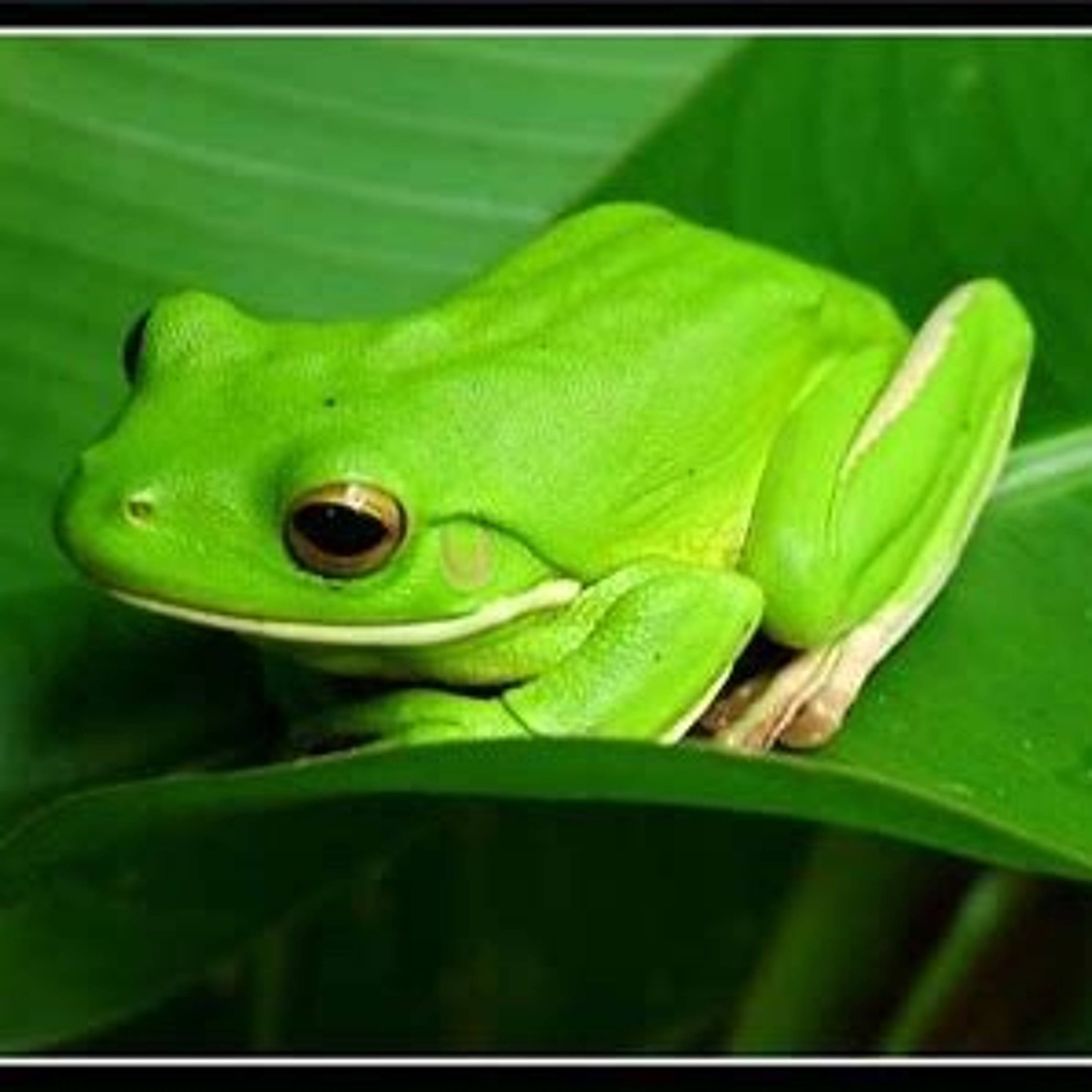 Green frogs episode artwork