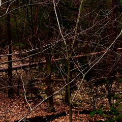 Woods