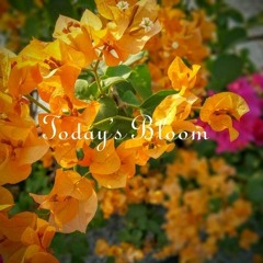 Today's Bloom
