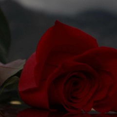 Roses Ft Nosah Flynn