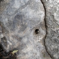 Auld Oke Tree