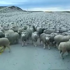 The Flock