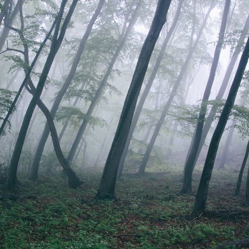 Begotech & Anthropus - Analog Forest