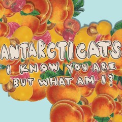 Antarcticats - Groovy Grace