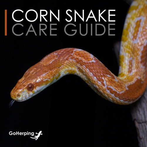 Complete Corn Snake Care Guide Audio Version by