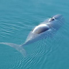 Bowhead whale songs