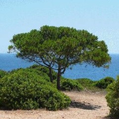 Der Traumzauberbaum
