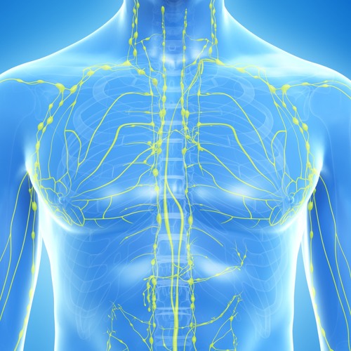 The Lymphatic System - Radio Show Archive