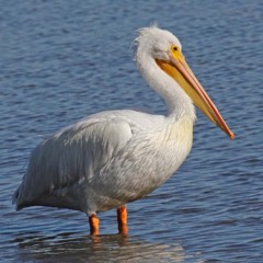 PELICAN $HIT(prod.zekepenn)