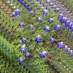 LiL KiMB - blue jeep