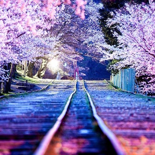 Princess Of Murakami Suite