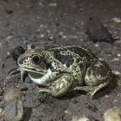 European Spadefoot Toad (Pelobates fuscus)Hydrophone
