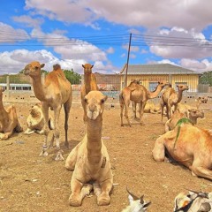 The Somali Camel Market