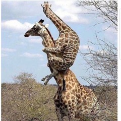 What the Fuck. #freestyle