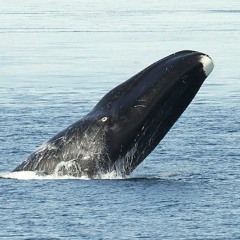 Bowhead Whale Song