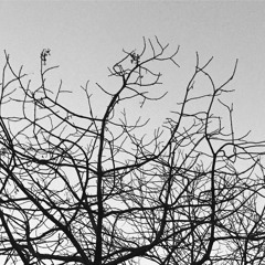 Toscan Haas - STE.002