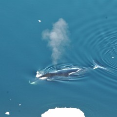 Fram Strait bowhead whale song Credit: Kate Stafford/University of Washington