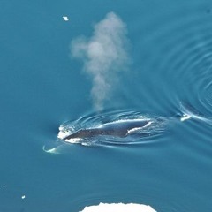 bowhead whale