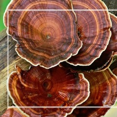 Reishi Mushrooms for Immunity: What You Need to Know