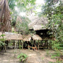 Amazon rainforest 10