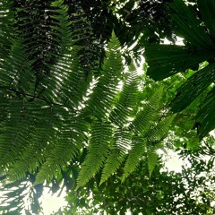 Amazon rainforest 03